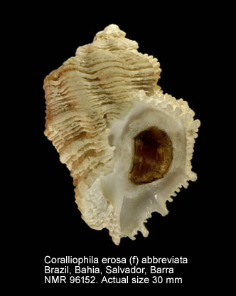 Coralliophila erosa (f) abbreviata.jpg - Coralliophila erosa (f) abbreviata (Lamarck,1816)